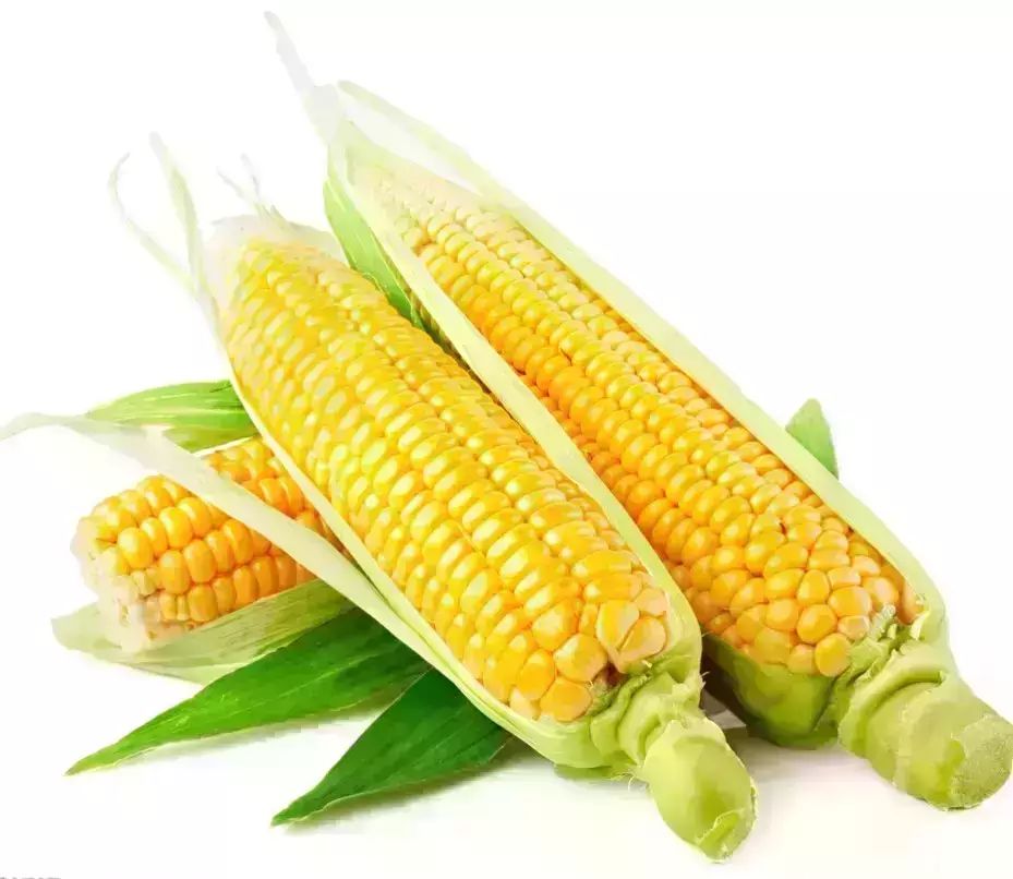 【健康养生】玉米熟了，你知道它的“治病功效”胜比人参！