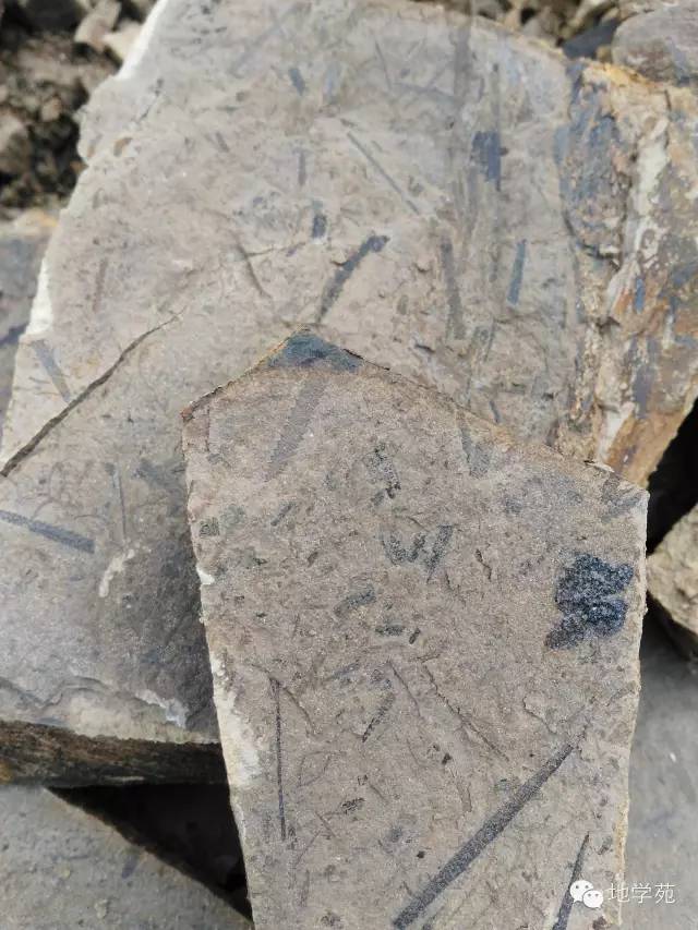 (27)三峡地区早志留世的笔石相页岩,表面密密麻麻的全是笔石化石,代表