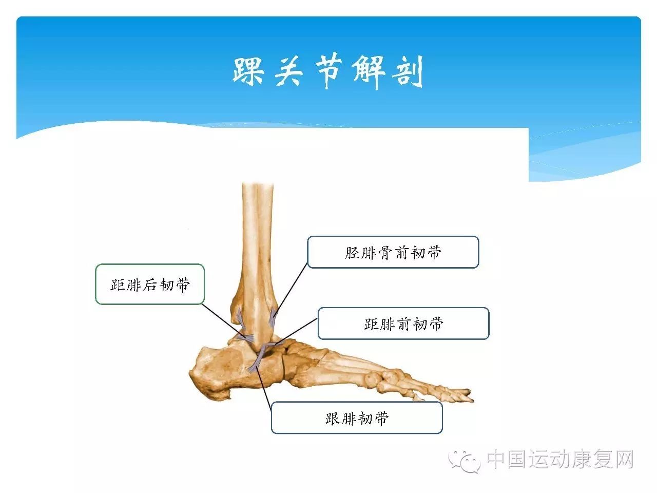 物理治疗博士张志杰肌骨超声在踝关节损伤中的应用