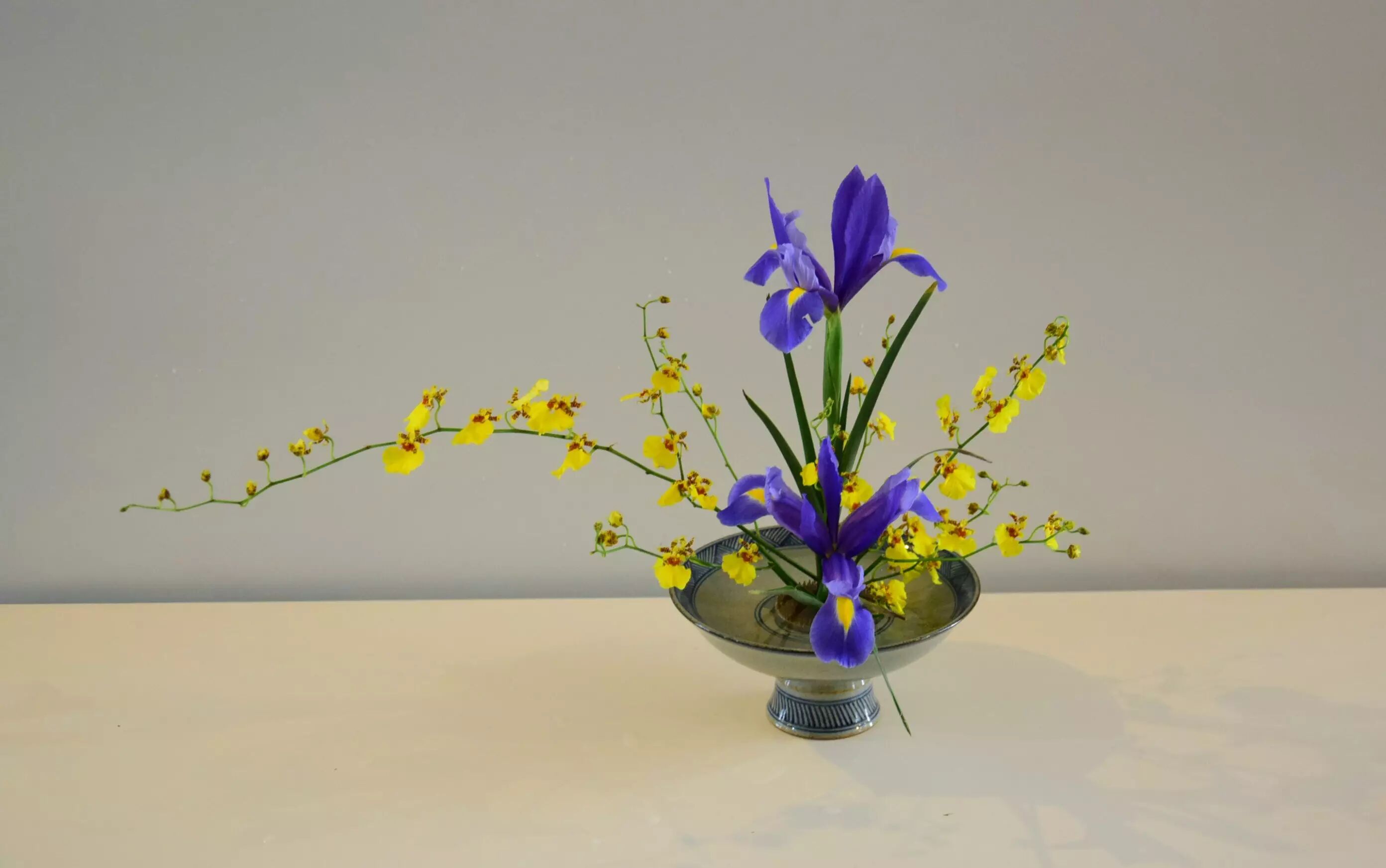 跳舞兰的花语和寓意_跳舞兰图片_跳舞兰