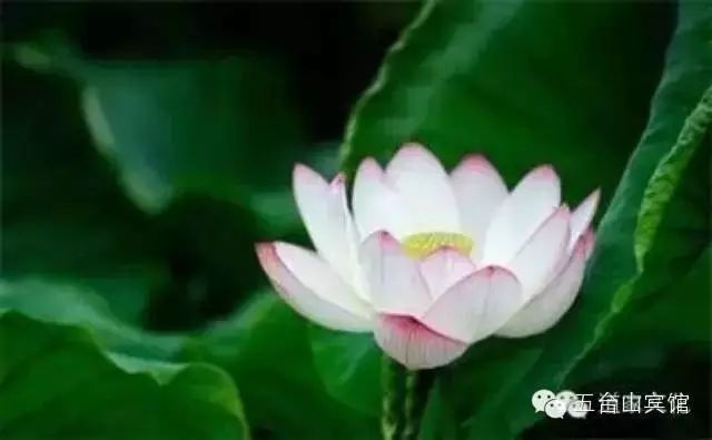 降央卓玛 那一天 来自佛国的天籁妙音