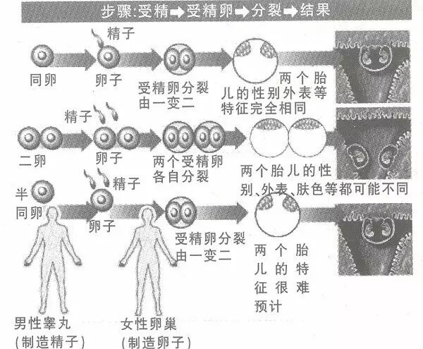 【医生爱八卦】 男人怀孕生子了,男人操的心还不止这些!-怀孕期