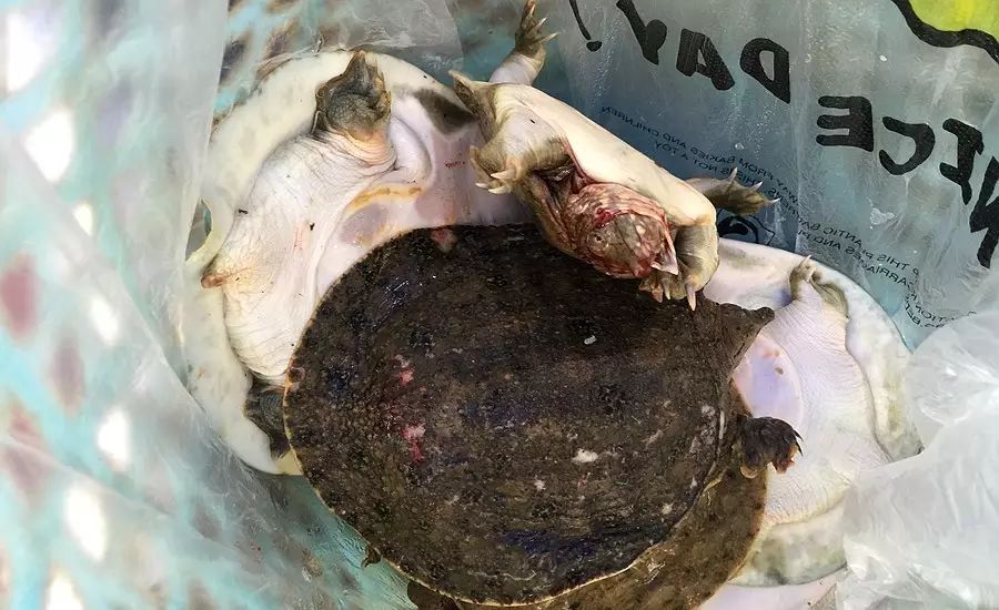 此过程看似简单,实则不易 图中所示黄油恰恰是野生甲鱼的标志噢 内脏