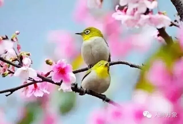 ♬ ♬ 宋祖英、刘欢演绎《一朵鲜花鲜又鲜》,附百鸟迎春...