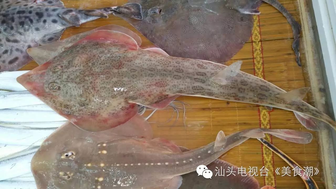 【美食提前知】魟鱼的滋味