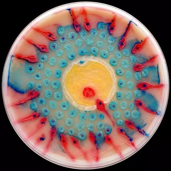 微生物的艺术长成一个细菌
