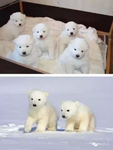 大自然中那些奇妙的相似 这五大神奇的自然现象难倒了科学家