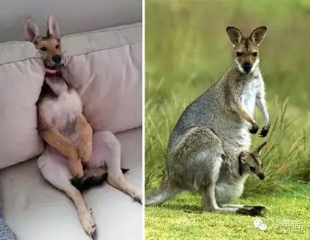 大自然中那些奇妙的相似 这五大神奇的自然现象难倒了科学家