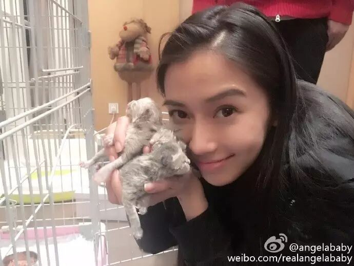 为啥angelababy养个猫都能被骂?