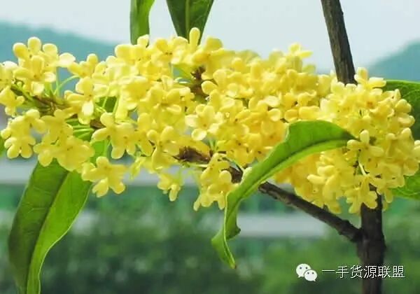 园林苗圃生产现状及发展趋势