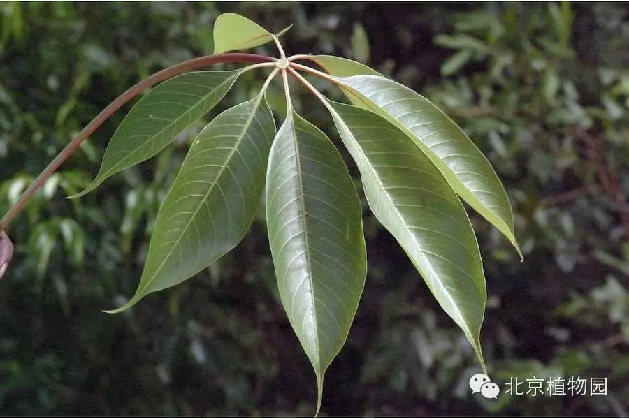 清凉饮料"五花茶"中,就有木棉花这味药.