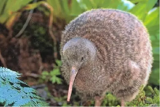 新西兰国鸟kiwi_kiwi鸟动画_kiwi鸟