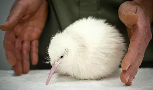 新西兰国鸟kiwi_kiwi鸟_kiwi鸟动画