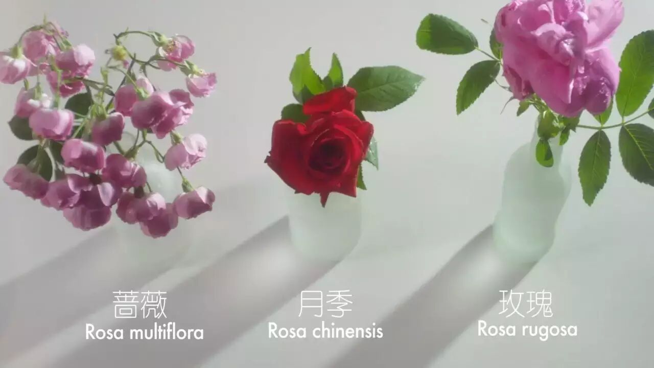 《刻画花园》：马蔺&小粽