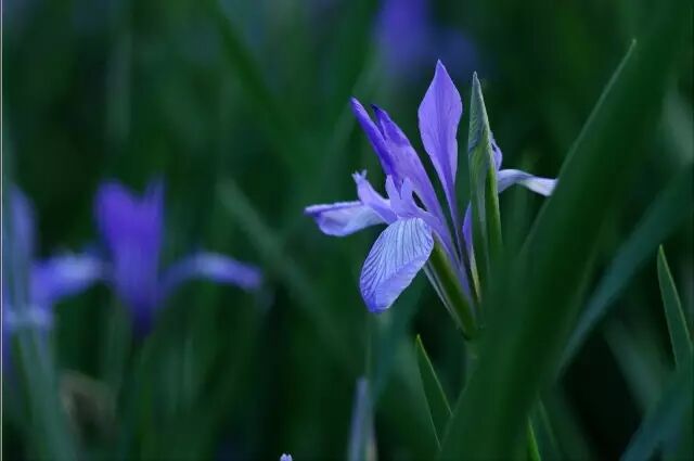 《刻画花园》：马蔺&小粽