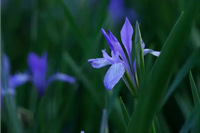 《刻画花园》:马蔺&小粽 《刻画花园》:马蔺&小粽