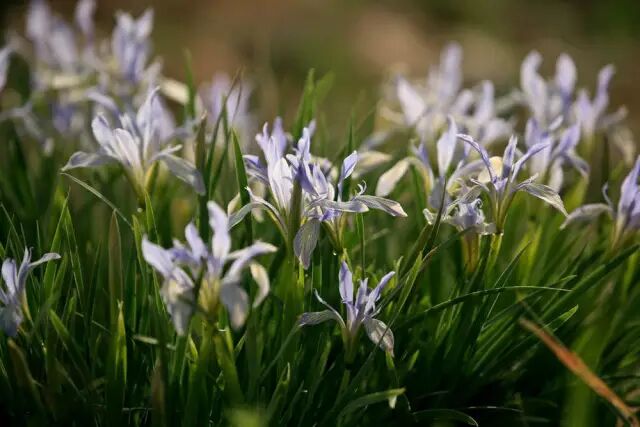 《刻画花园》：马蔺&小粽