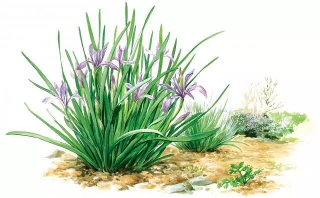 《刻画花园》：马蔺&小粽