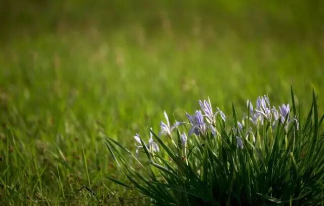 《刻画花园》：马蔺&小粽