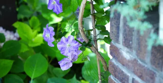 《刻画花园》：马蔺&小粽