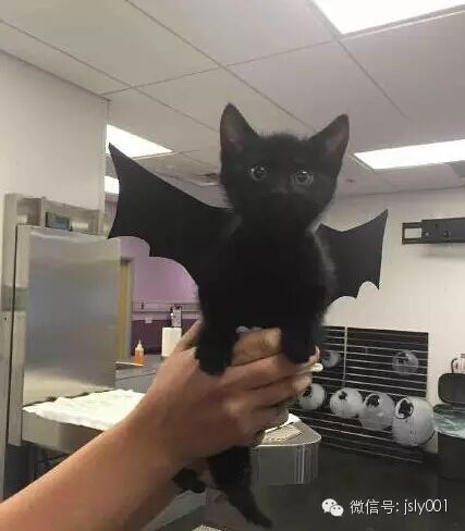 【溧阳呵呵】(11月4日)笑惨了!二胎来袭,祝你好孕-怀孕期