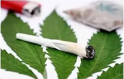 Image result for 加拿大 大麻