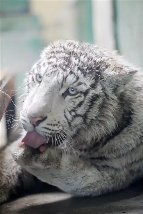 天津动物园又来新成员 小非洲狮和小白虎