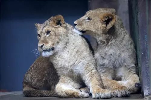 天津动物园又来新成员 小非洲狮和小白虎