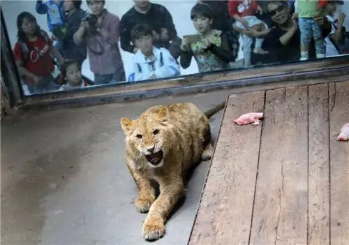 天津动物园又来新成员 小非洲狮和小白虎