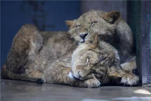 天津动物园又来新成员 小非洲狮和小白虎