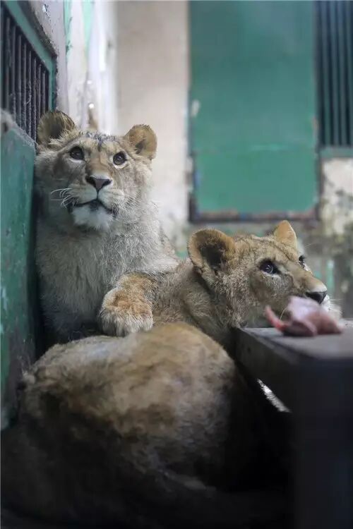 天津动物园又来新成员 小非洲狮和小白虎