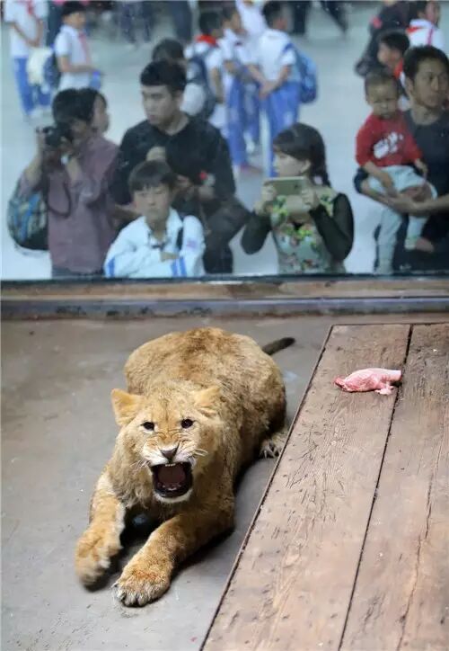 天津动物园又来新成员 小非洲狮和小白虎