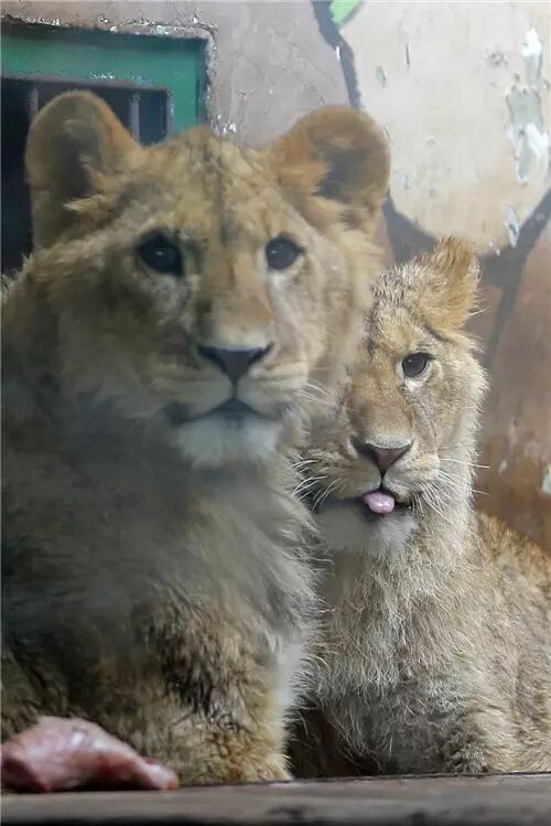 天津动物园又来新成员 小非洲狮和小白虎