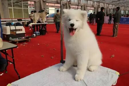 150多只汪星人在津南选美 好想直接抱走