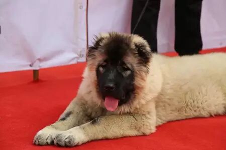 150多只汪星人在津南选美 好想直接抱走