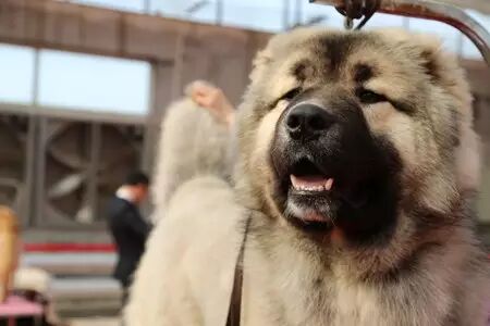 150多只汪星人在津南选美 好想直接抱走