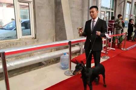 150多只汪星人在津南选美 好想直接抱走