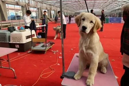 150多只汪星人在津南选美 好想直接抱走
