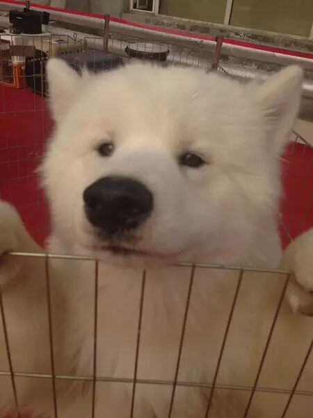 150多只汪星人在津南选美 好想直接抱走