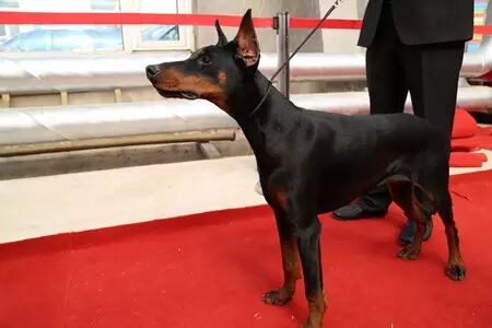 150多只汪星人在津南选美 好想直接抱走