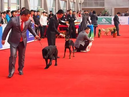 150多只汪星人在津南选美 好想直接抱走