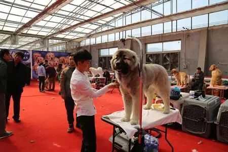 150多只汪星人在津南选美 好想直接抱走