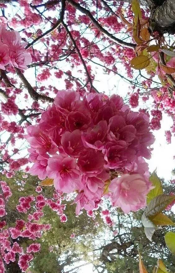 春天到,李玲玉一首《春暖花开》送给你!