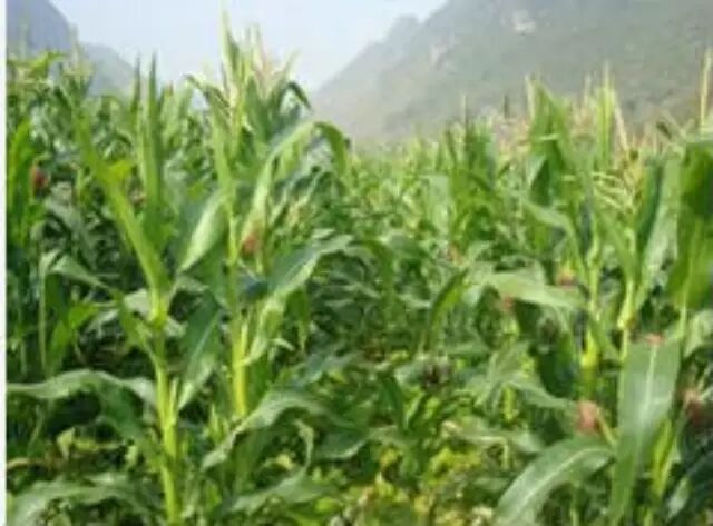 哈尔滨种粮大户吕秀芝_种粮收入