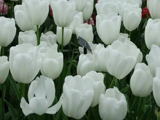 千万别送错了花！史上最全花语大全，赶紧收藏！