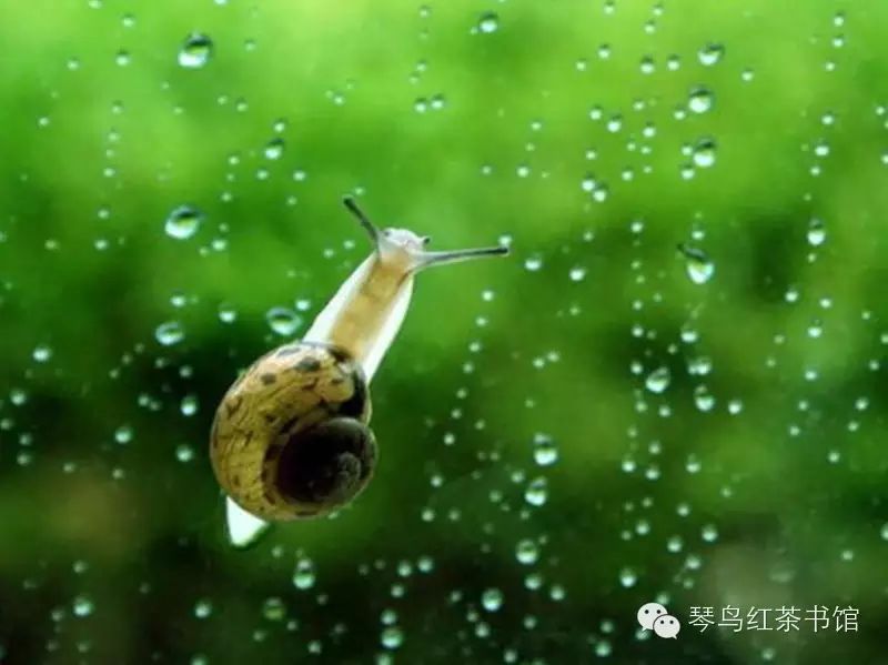 听雨  水的样子当然就是一篇长长的文章,若干年后可以看见荡漾的心情