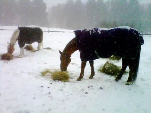 冬马御寒有招 <wbr>天寒不掉膘