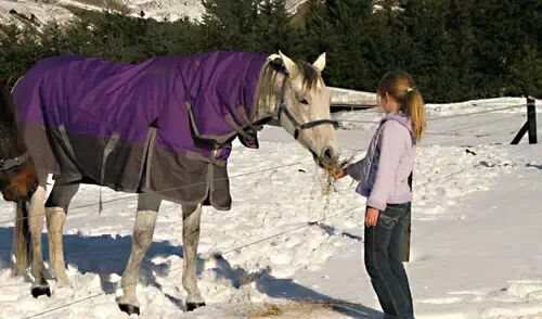 冬马御寒有招 <wbr>天寒不掉膘