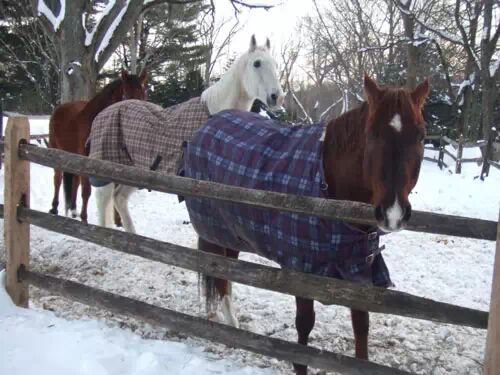 冬马御寒有招 <wbr>天寒不掉膘