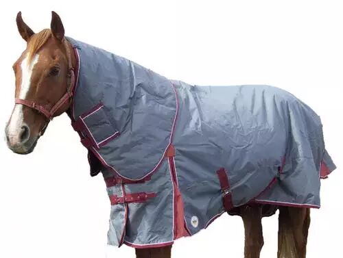 冬马御寒有招 <wbr>天寒不掉膘